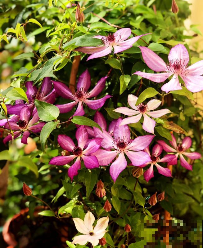 “花园三宝”之一,1年能开花上百天,冬天特别抗寒! “花园三宝”之一,1年能开花上百天,冬天特别抗寒!