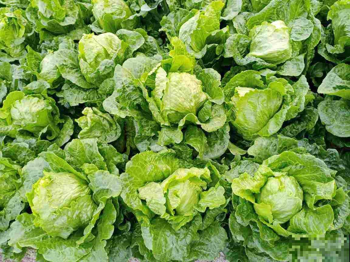 阳台也能打造菜园子，现在种1个月后就能吃，省下多少买菜钱