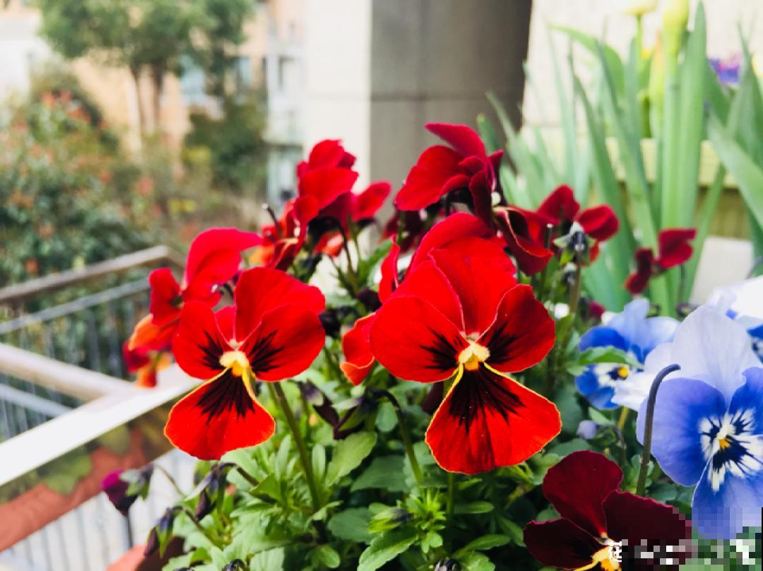 特耐寒的花，冬天照样能爆盆，颜值不输牡丹