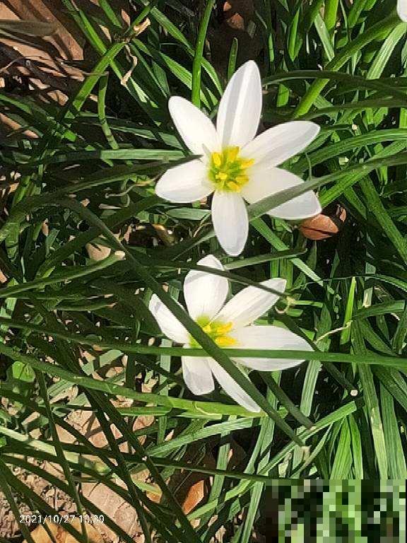 花开前丑的像草,开花后美不胜收,这5种花你见过吗 花开前丑的像草,开花后美不胜收,这5种花你见过吗