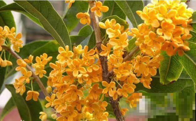 家庭养桂花，只需要记住这3点，年年都能复花