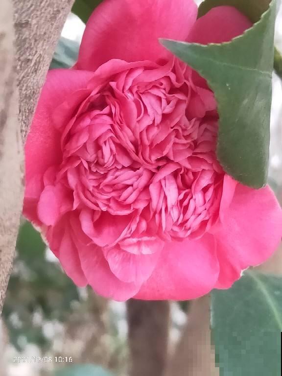 喜欢花香的朋友,一定不要错过茶花,现在买过年就能开 喜欢花香的朋友,一定不要错过茶花,现在买过年就能开