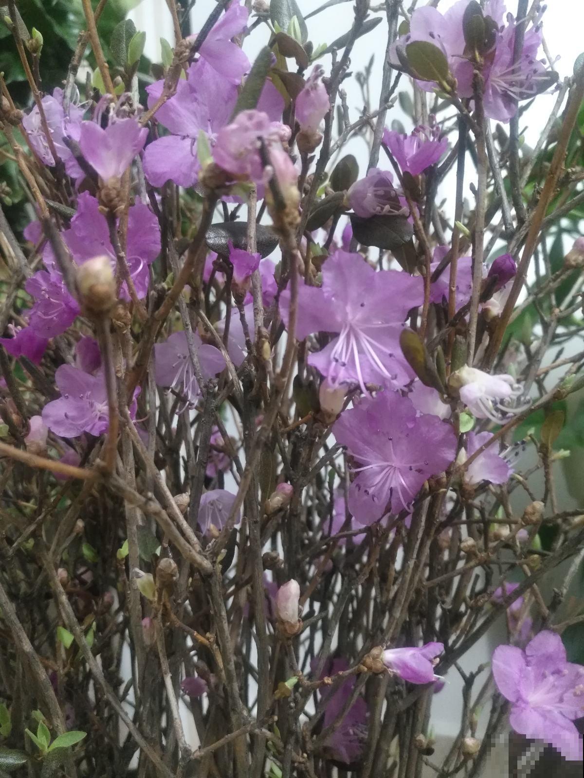 挑选年宵花门道多,尤其是干枝杜鹃,再好看也不能买 挑选年宵花门道多,尤其是干枝杜鹃,再好看也不能买