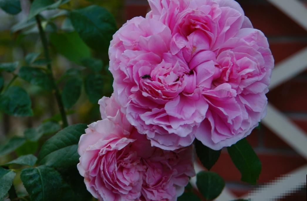 我养过的10种灌木月季，家里阳台就能养好，秒变小花园