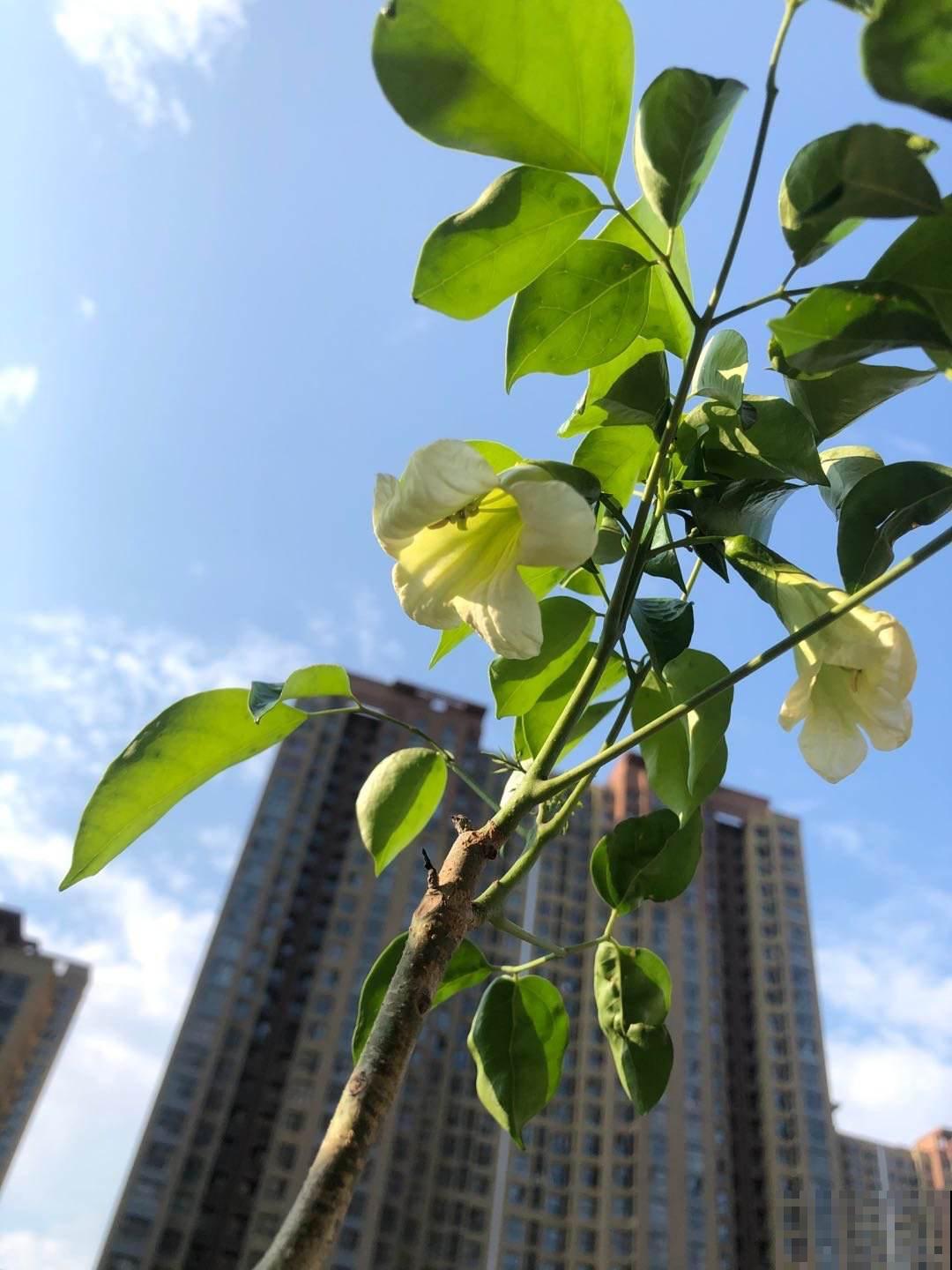 6种花，名字自带好寓意，养了就平安