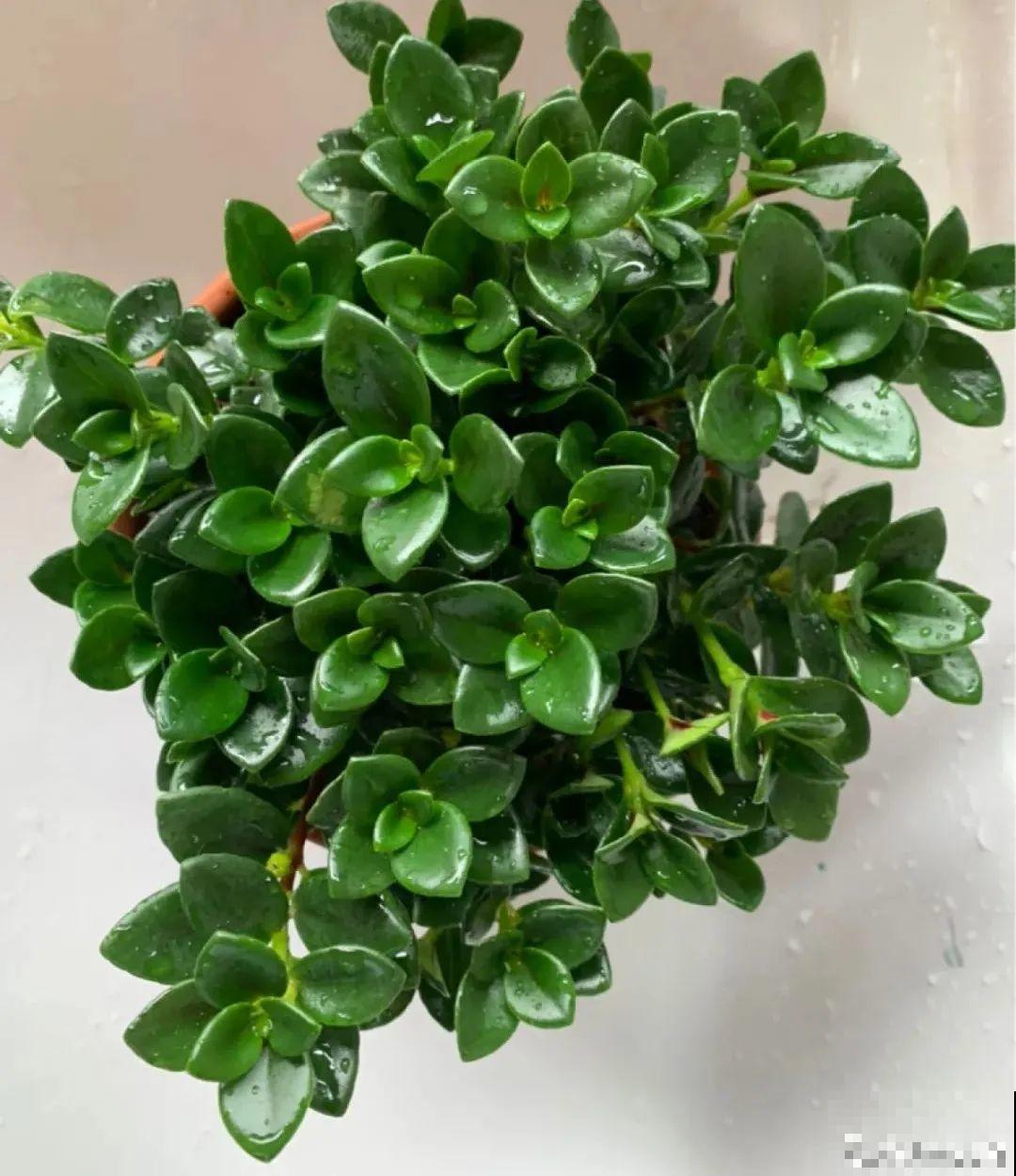 养花一直不开花,给他套个黑塑料袋,花苞呼呼冒 养花一直不开花,给他套个黑塑料袋,花苞呼呼冒