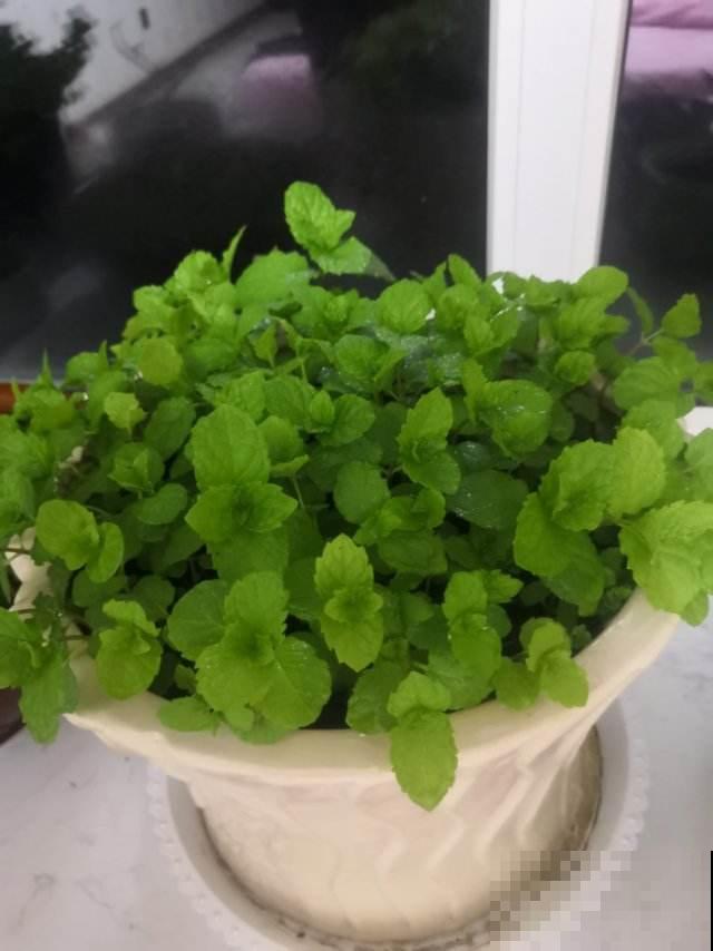 秋天家里养3种花，干干净净不生虫，省了一笔杀虫药钱