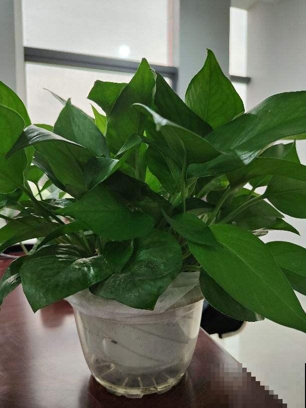 5种花堪比“加湿器”，秋天室内养一盆，温润不干燥