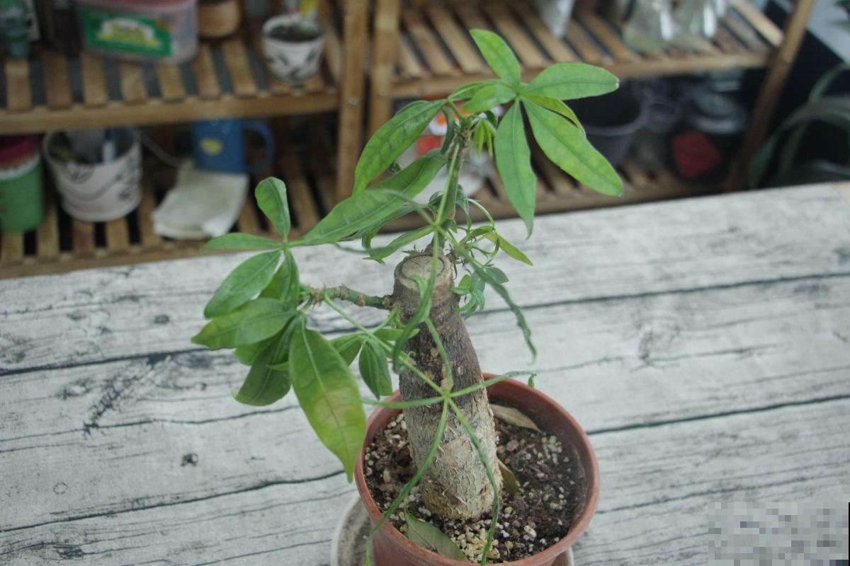 3种花要“穷养”，浇水越多越烂根，冬天管住手