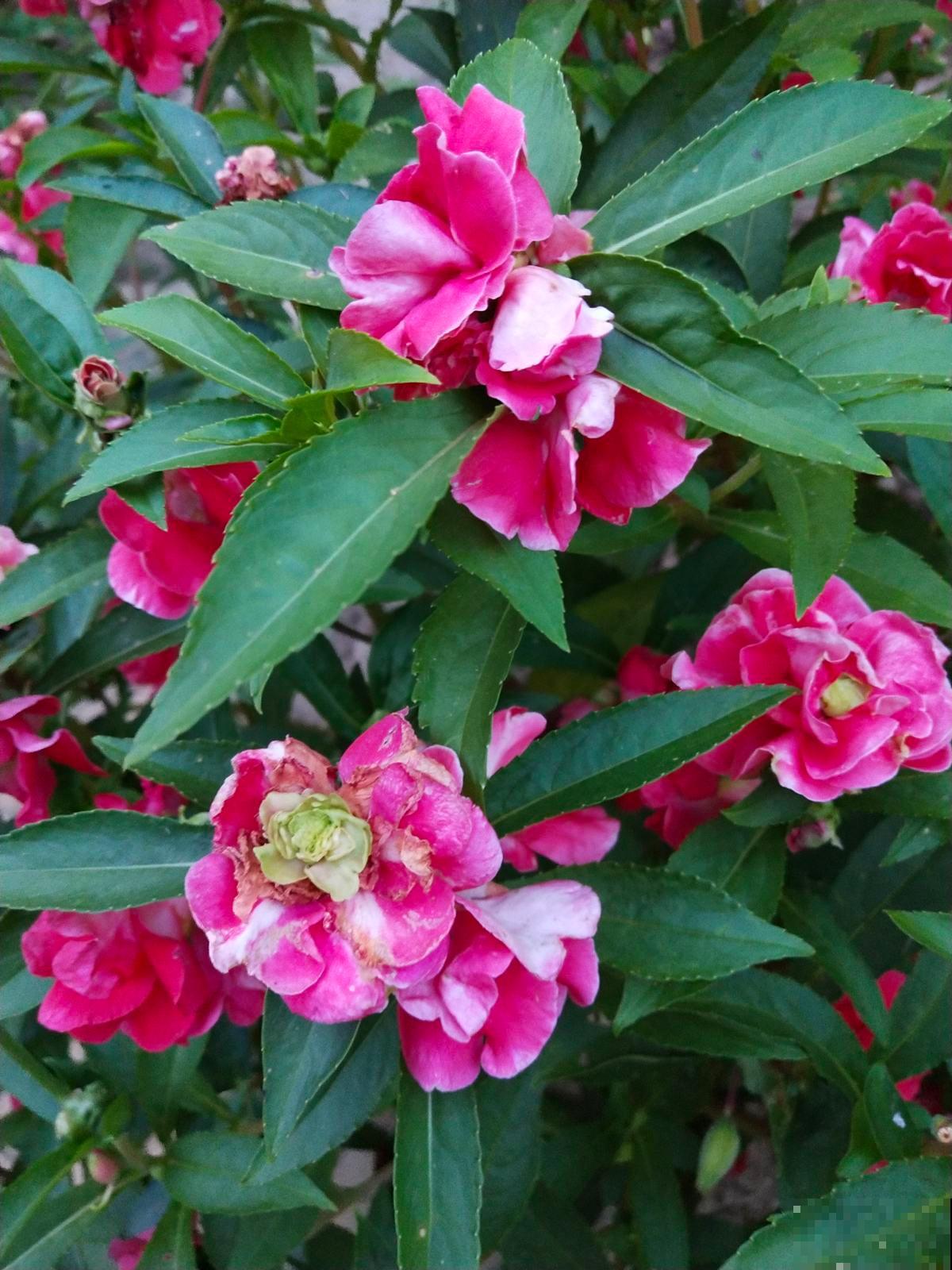 适合养在东阳台的6种花,光照不好也能开花,小阳台变花海 适合养在东阳台的6种花,光照不好也能开花,小阳台变花海