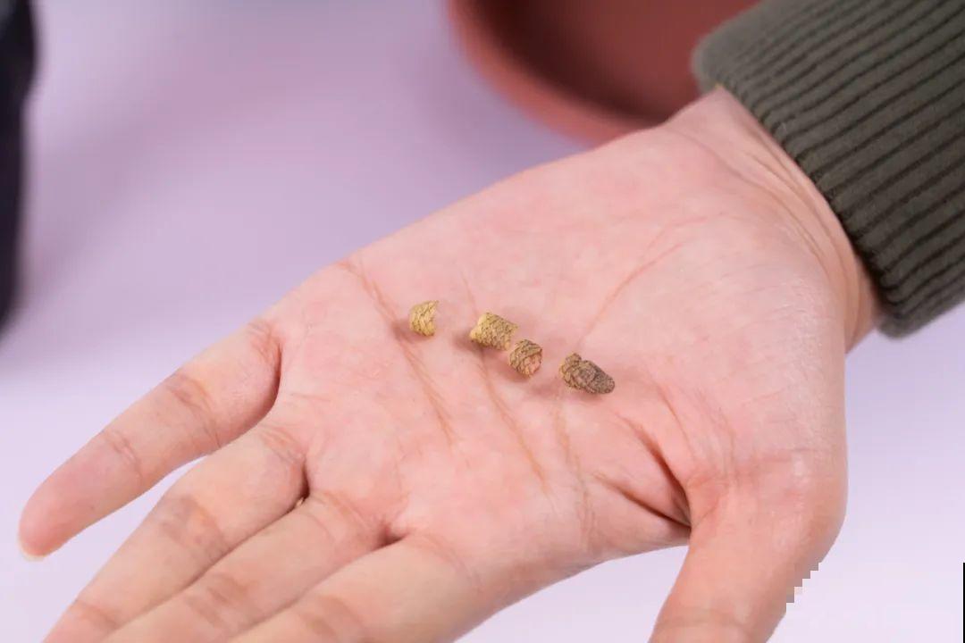 长筒花是“室内花量王者”，没光也能开爆盆，阳台党福音