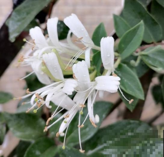 5种爬藤花，秋天种正合适，随便晒太阳也不怕