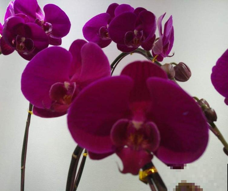 家里5个地方别养花，植物叶子发黄掉一地，赶紧把花搬走