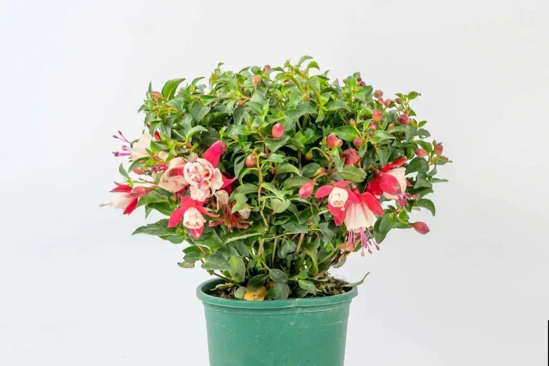 买茶花也要注意“坑”，注意5要点，叶子挺立有精神