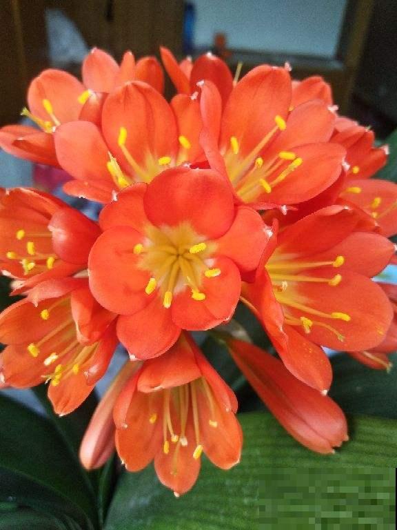 养花小妙招都是坑,从浇水到施肥一步一个坑,谁信谁吃亏 养花小妙招都是坑,从浇水到施肥一步一个坑,谁信谁吃亏