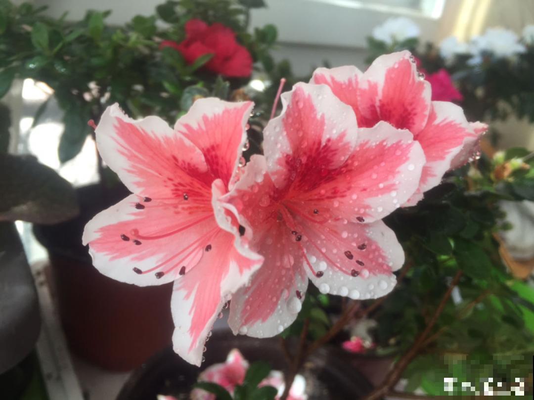 10种花冬天不能断水，勤浇水才能长得旺，叶子油亮有光泽