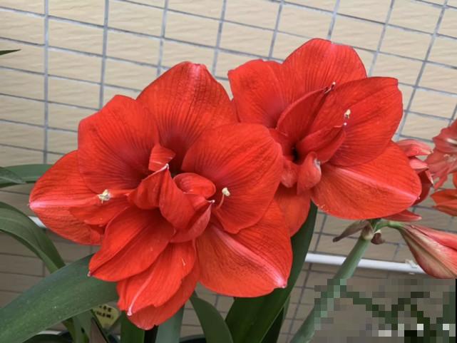 秋天给花补点“猛肥”,嫩芽一茬接一茬,花苞呼呼冒 秋天给花补点“猛肥”,嫩芽一茬接一茬,花苞呼呼冒