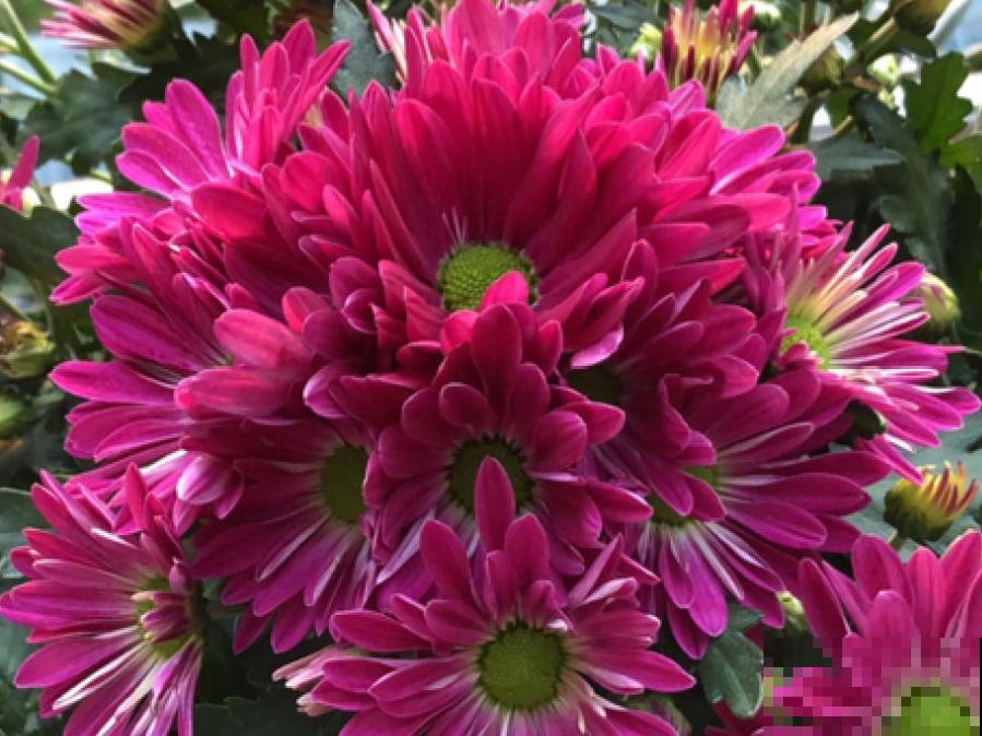 自制养花杀虫水，现在给花喷一喷，3天见效