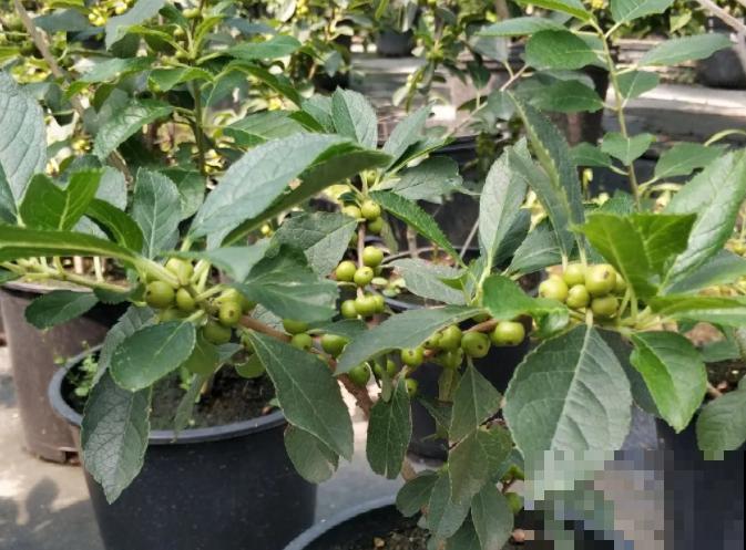 -30℃都不怕的“富贵树”,天越冷、果子越红,一挂就是大半年 -30℃都不怕的“富贵树”,天越冷、果子越红,一挂就是大半年