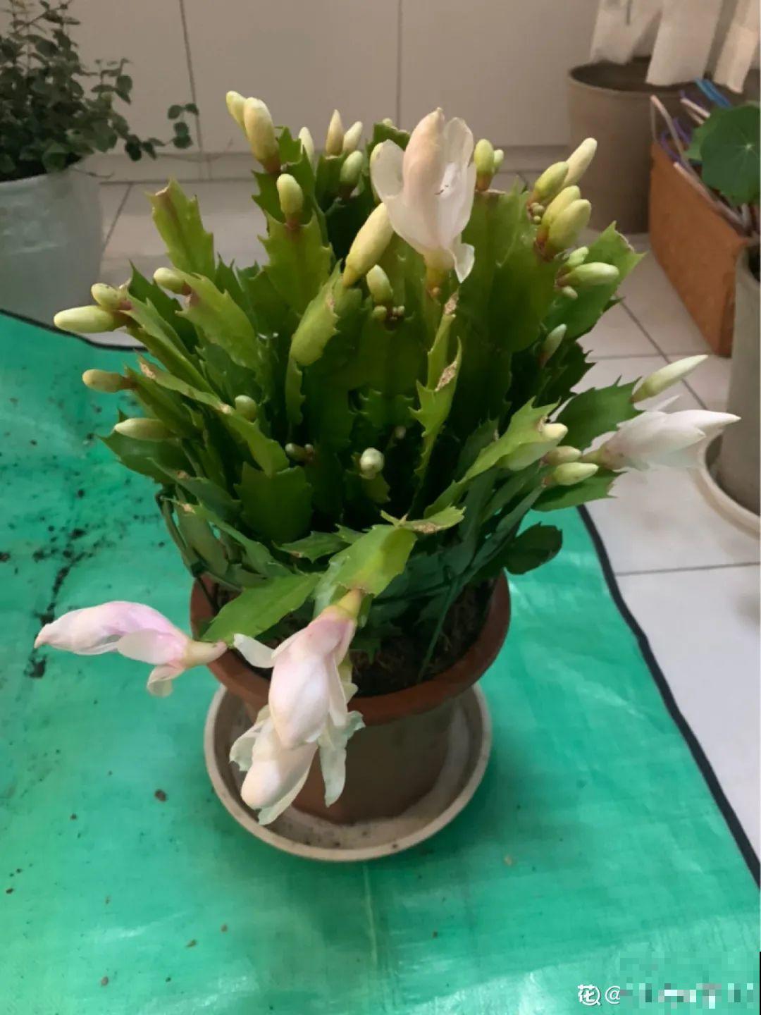 蟹爪兰软趴趴、掉花苞？它有“5怕”，避开后，叶片硬如铁！