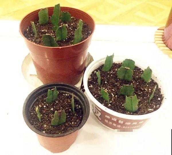 蟹爪兰软趴趴、掉花苞？它有“5怕”，避开后，叶片硬如铁！