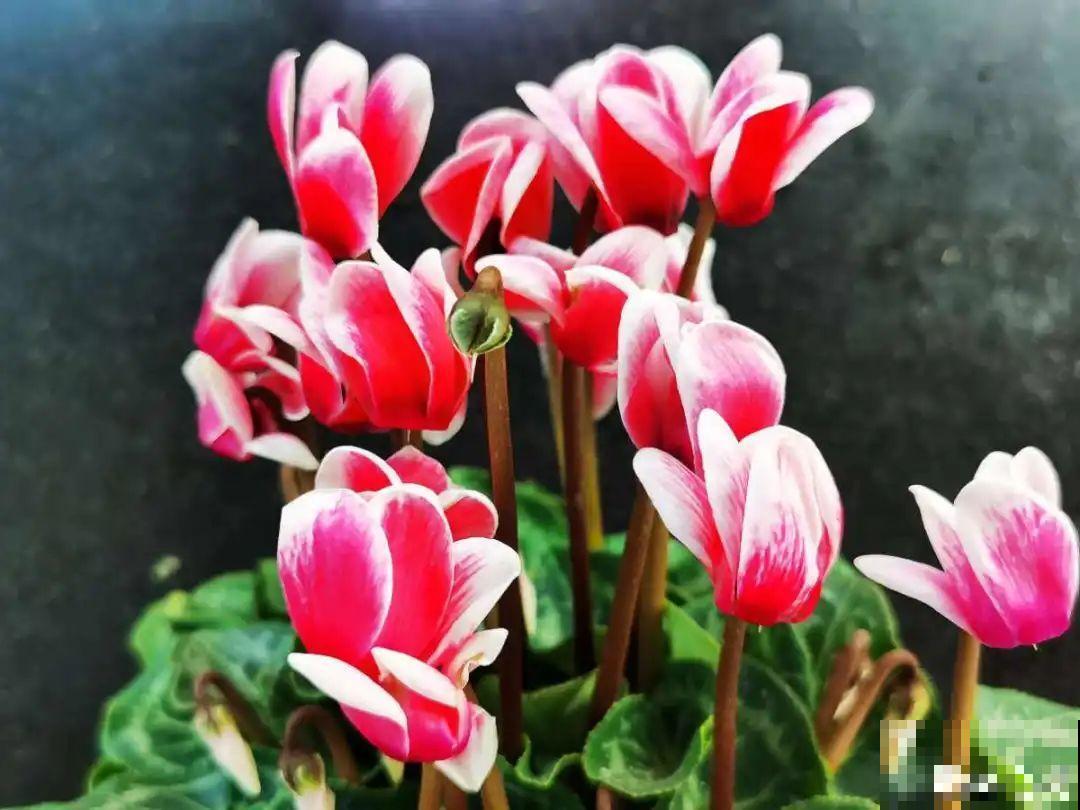 20种花，现在养正是开花好时候，再晚就过季了