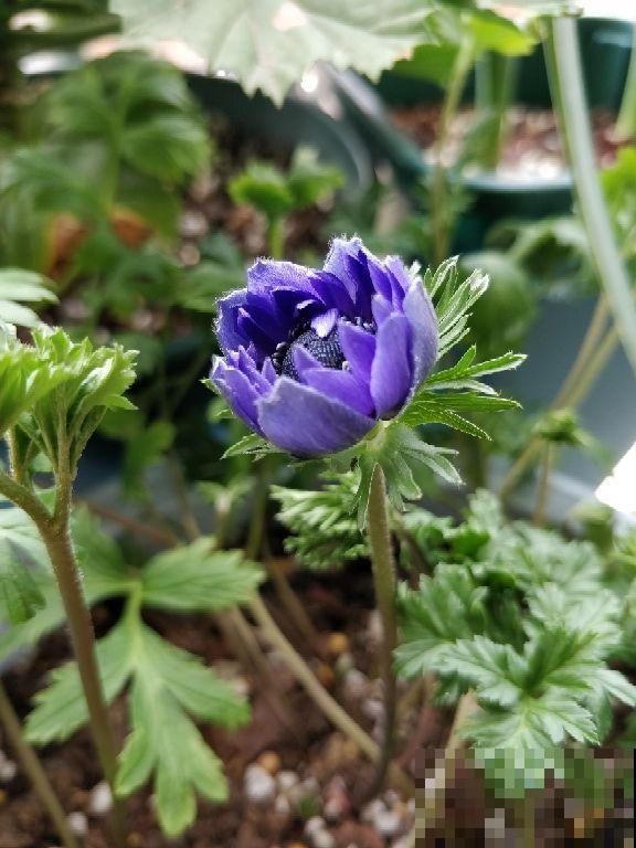 银莲花又被称为“风之花”,能耐寒零下20度,现在种下三月就开花 银莲花又被称为“风之花”,能耐寒零下20度,现在种下三月就开花