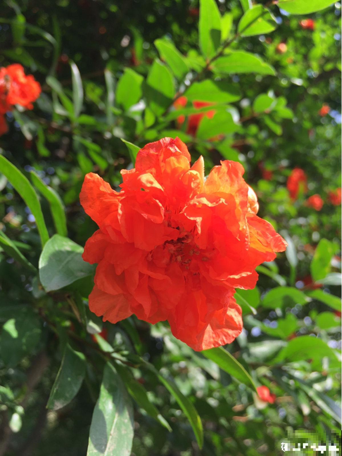 10℃即将到来,再不把花搬进屋,你的花都要死光了 10℃即将到来,再不把花搬进屋,你的花都要死光了