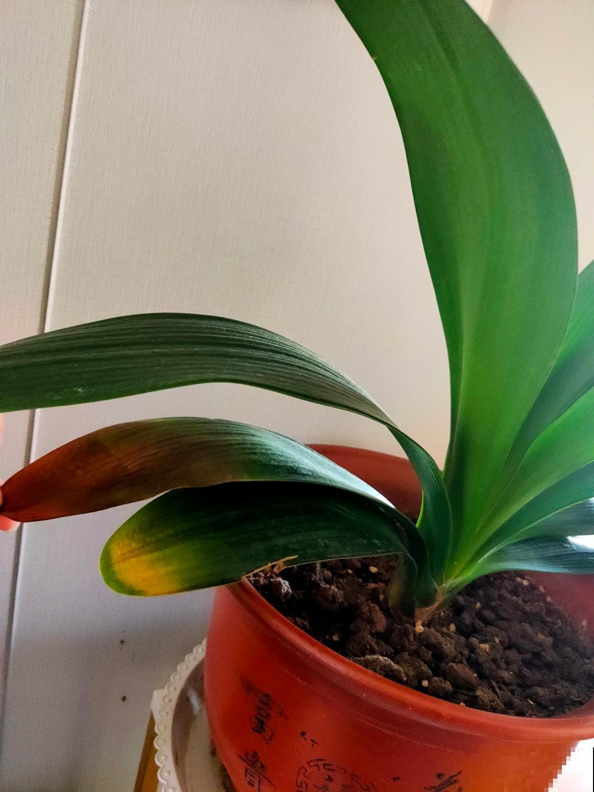 君子兰特爱2种“免费肥料”，一种厨余废品，一种“野外垃圾”