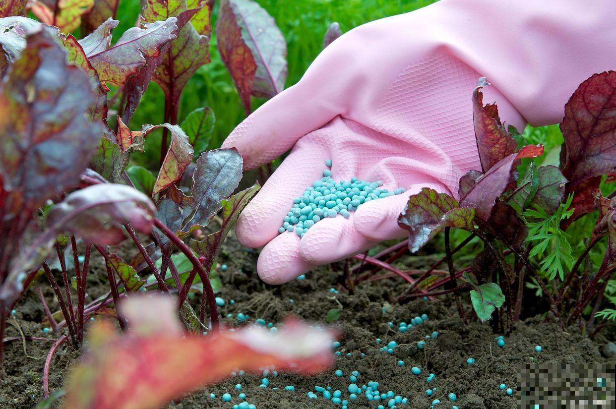 茉莉花夏天的养殖方法和注意事项