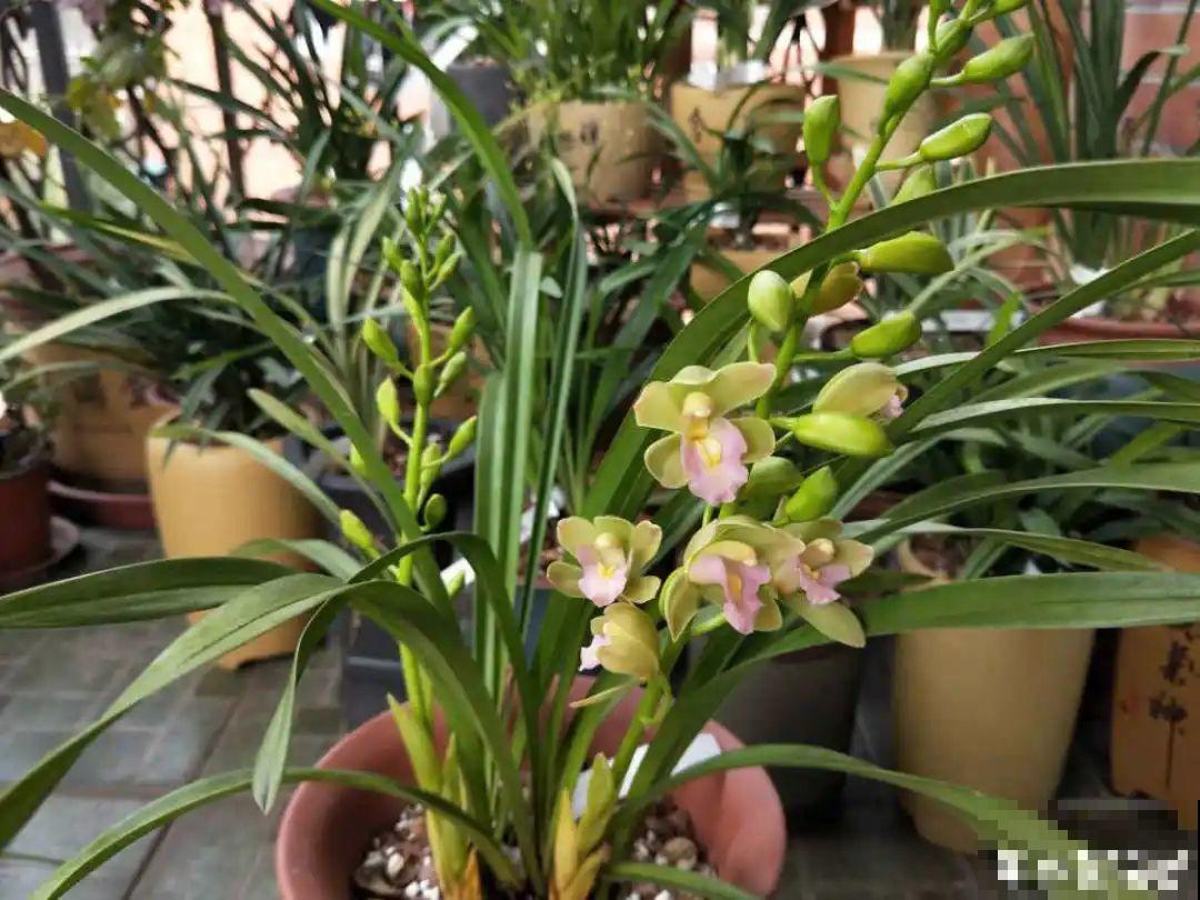 兰花中的“香味之王”,年底开花一串串,满屋飘香! 兰花中的“香味之王”,年底开花一串串,满屋飘香!