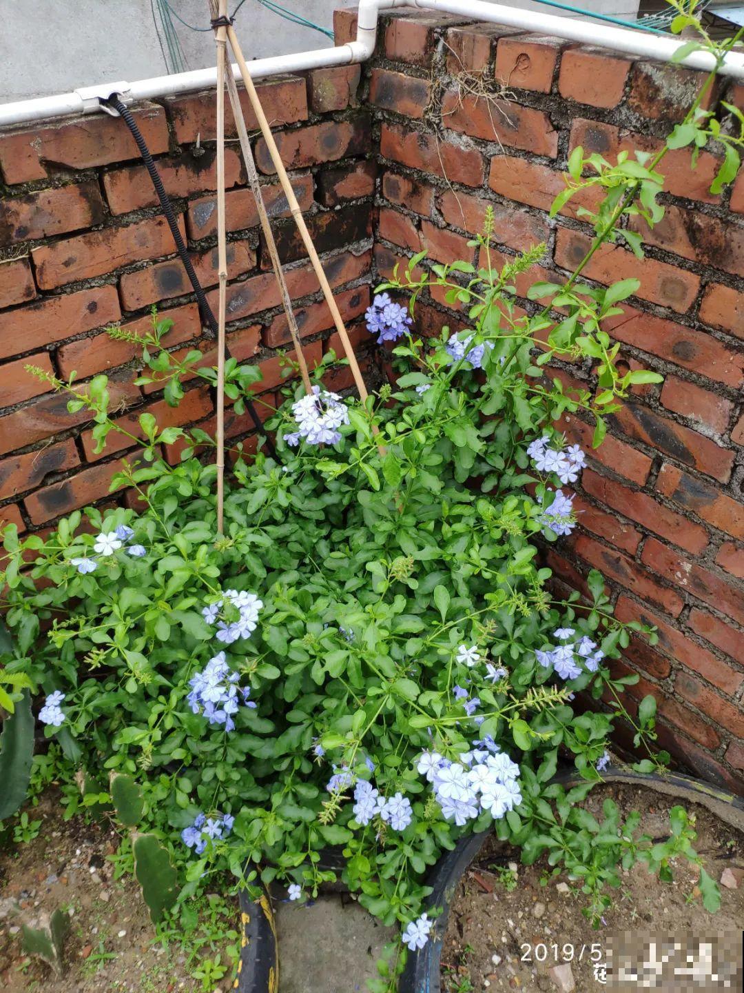 10种“垃圾”不要丢，拿来养花效果好，还能省下一笔钱