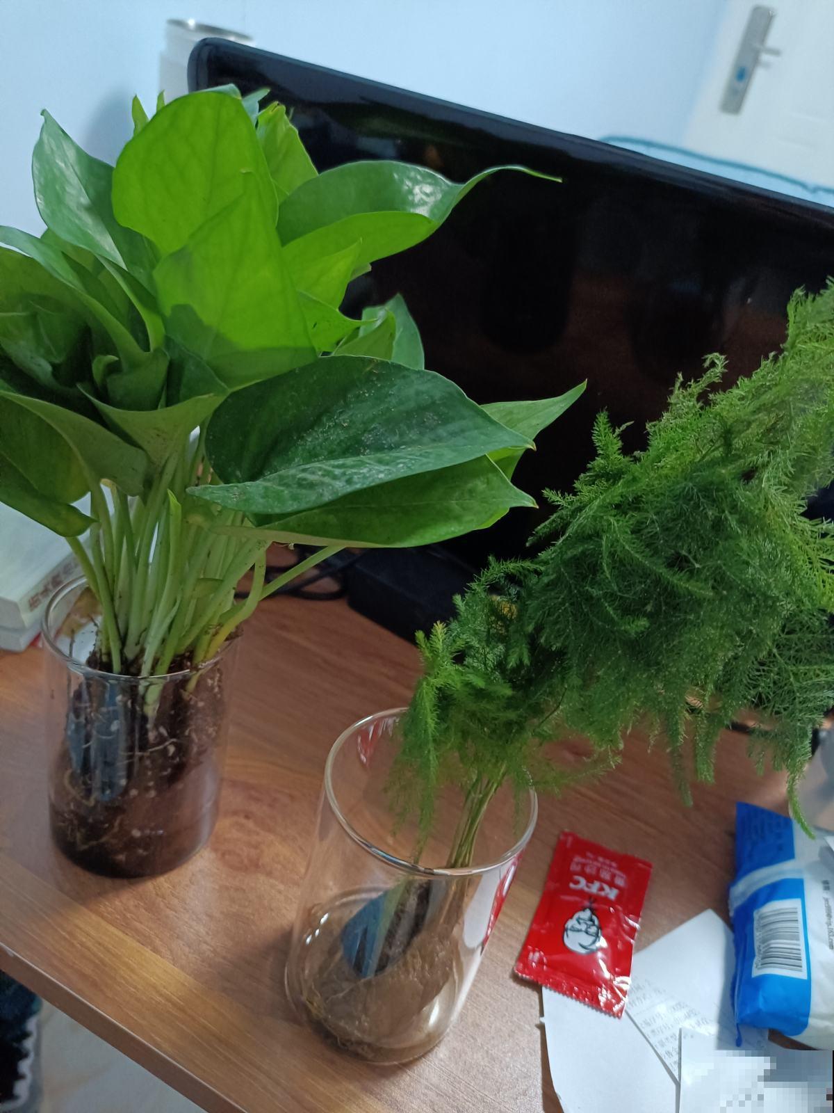 “10大不吉利”花排行榜，新手已经“退货”了，你家养过吗？