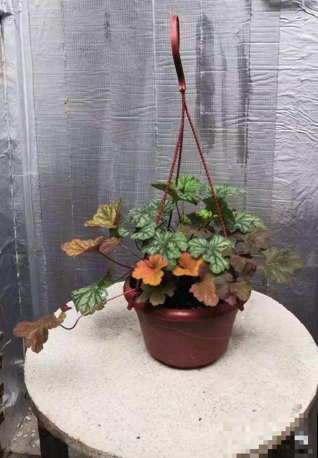 适合北方冬季户外养的花,能耐寒零下15℃,越冷叶子颜色越美 适合北方冬季户外养的花,能耐寒零下15℃,越冷叶子颜色越美