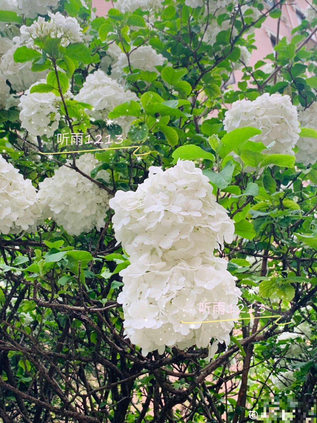 4组花长得太像,实在太容易认错,你能认出几个? 4组花长得太像,实在太容易认错,你能认出几个?