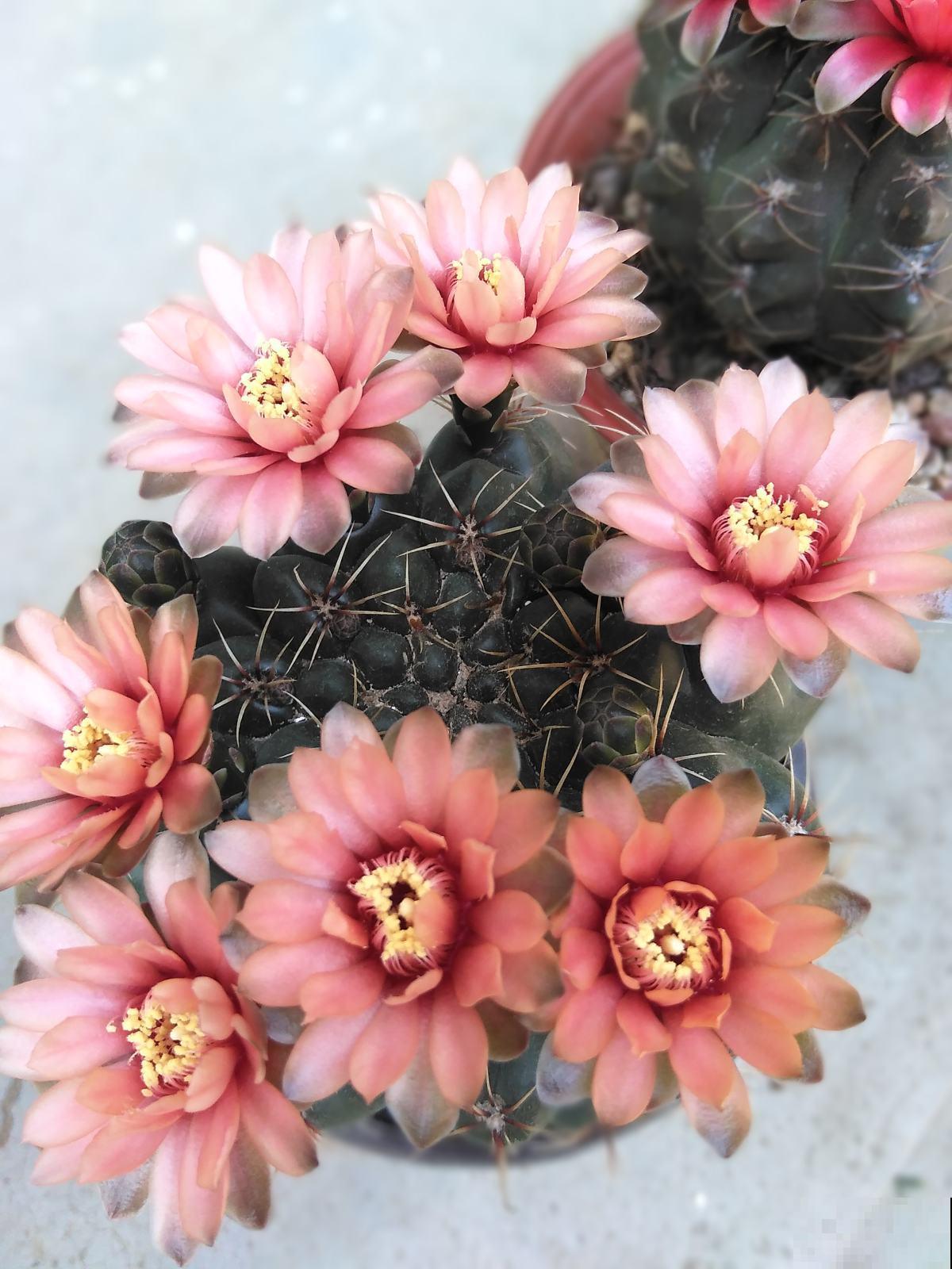 浑身带刺的仙人掌花，没想到还是个“花姑娘”，花朵颜值堪比荷花