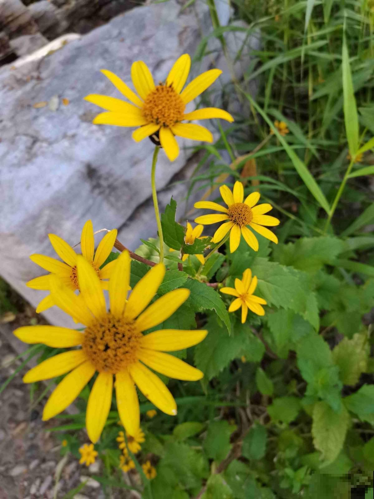 冬天也能养的耐寒草花,阳台上摆几盆,轻松变成小花园 冬天也能养的耐寒草花,阳台上摆几盆,轻松变成小花园