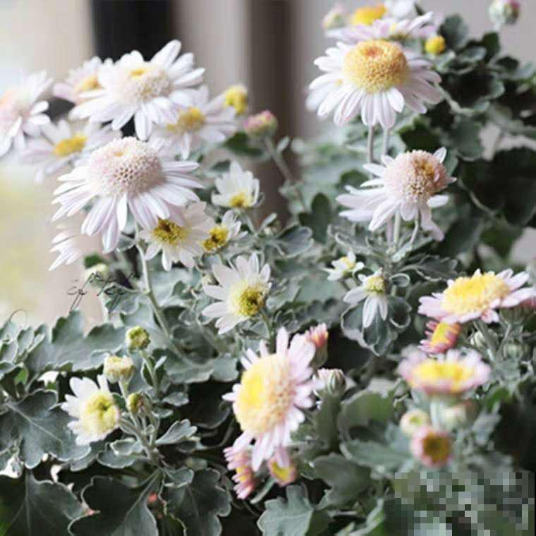 近几年新晋网红花,耐阴耐寒耐热,四季都能开花 近几年新晋网红花,耐阴耐寒耐热,四季都能开花