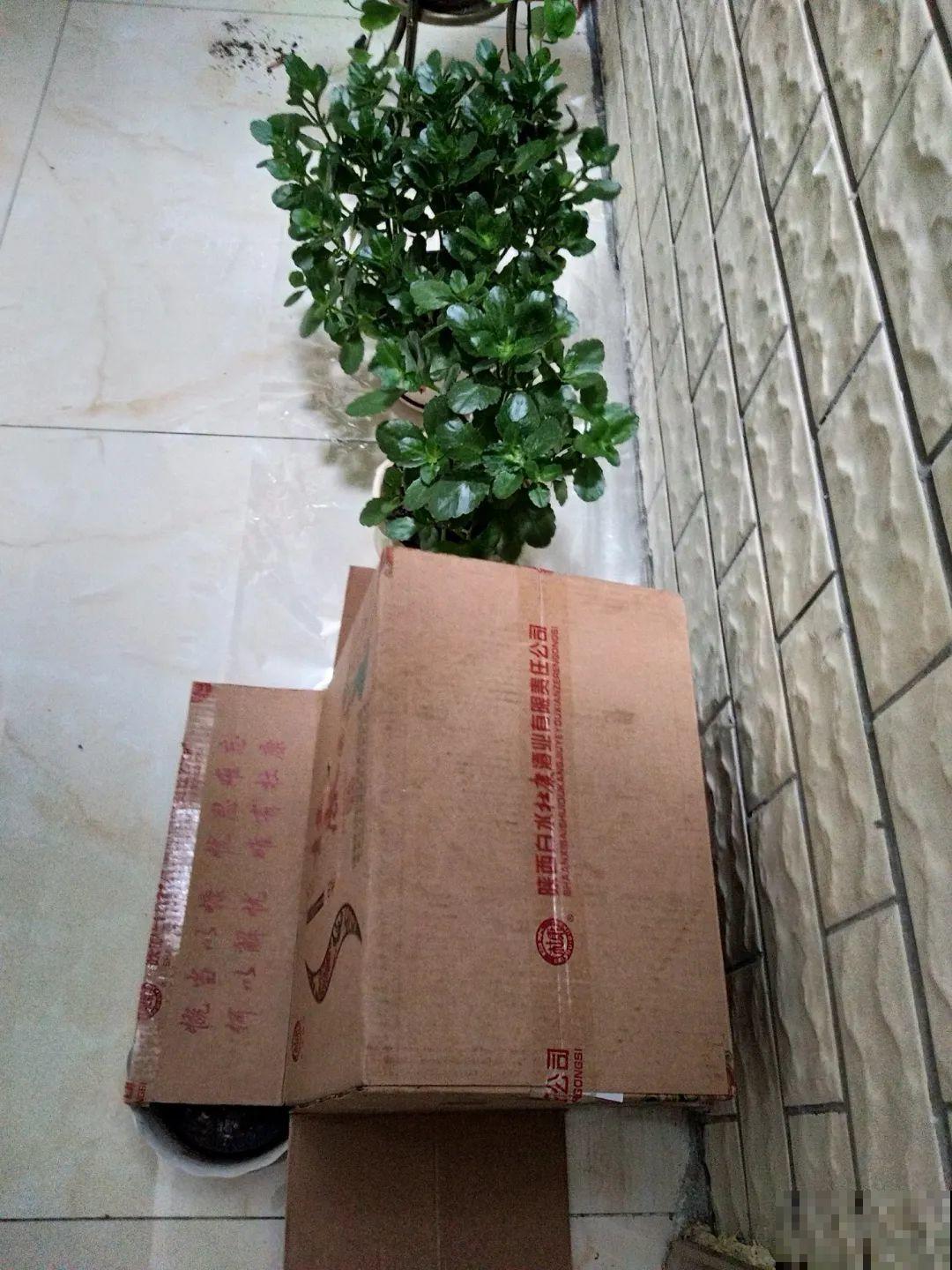 养花一直不开花,给他套个黑塑料袋,花苞呼呼冒 养花一直不开花,给他套个黑塑料袋,花苞呼呼冒