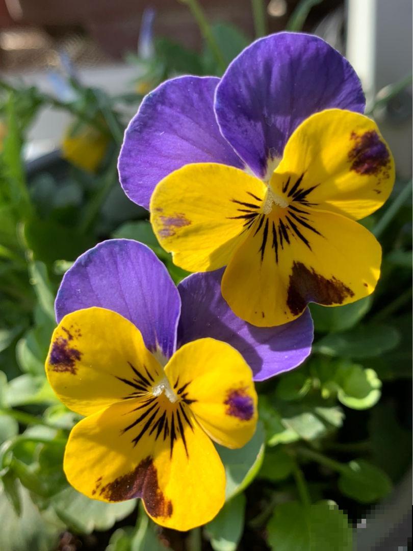 养花等级对照表，“十级”的人太少，6级以上就是“花痴”