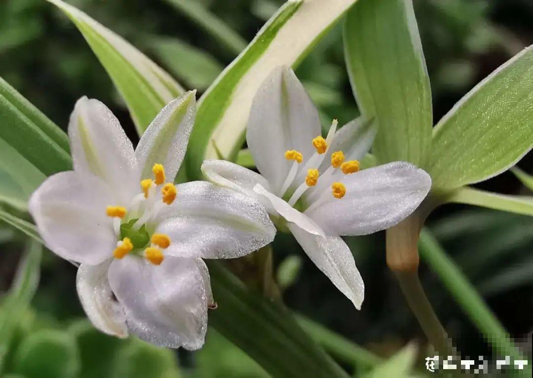 6种花好养活，超适合新手，养护看这篇就够了