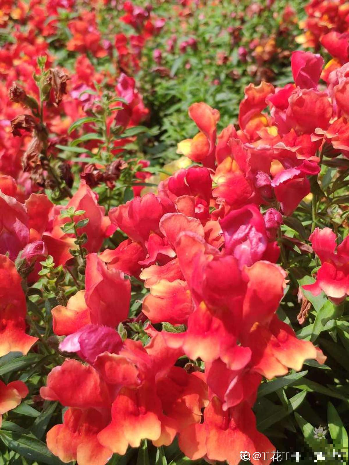 9种花，光照时间越短越容易爆盆，晒太久反而不开花