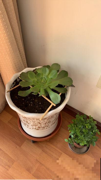 养花换下的旧土别扔，3招让土肥的流油，省下一笔养花钱