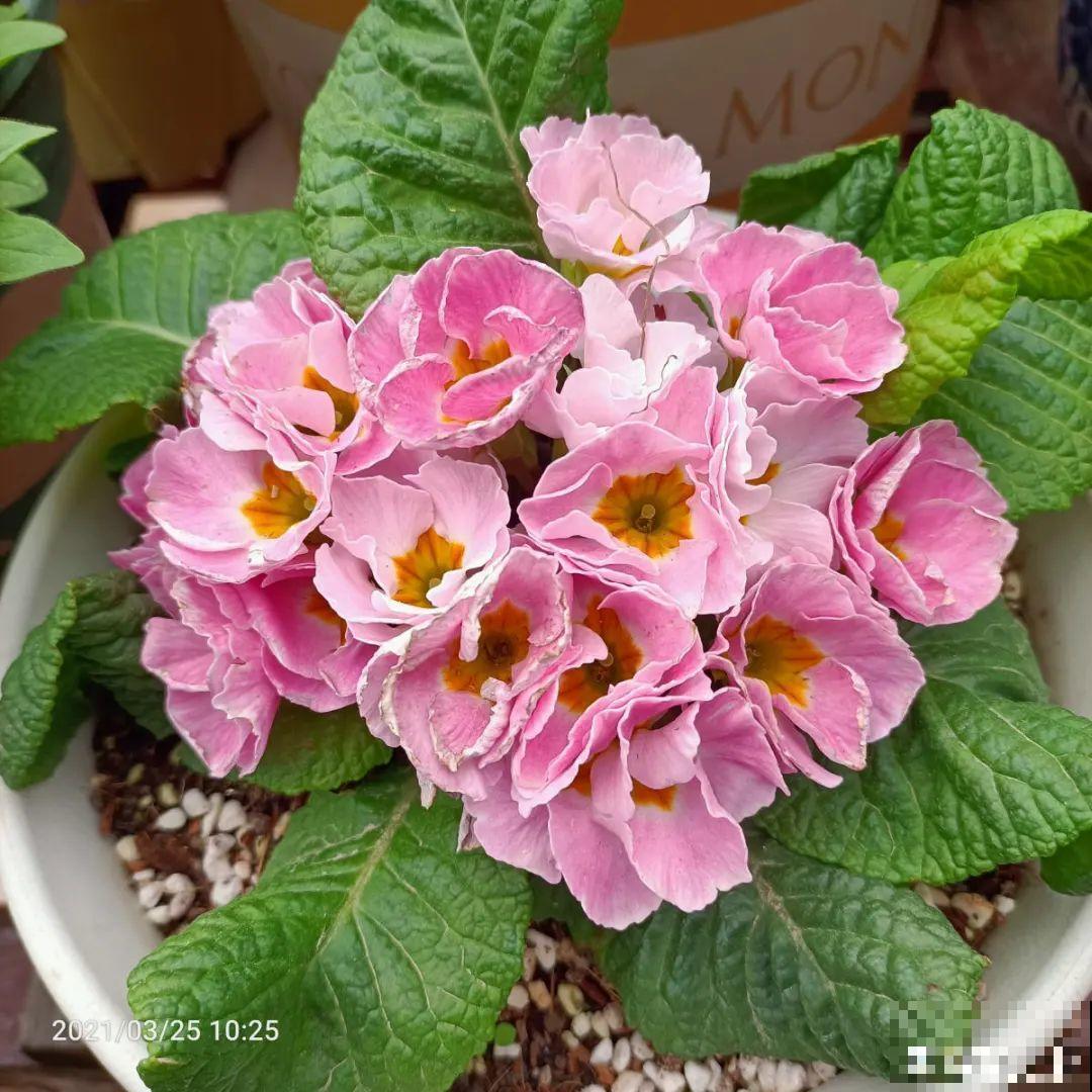 开花糖果色植物，个位数的价格就能买到，品种多，花期长