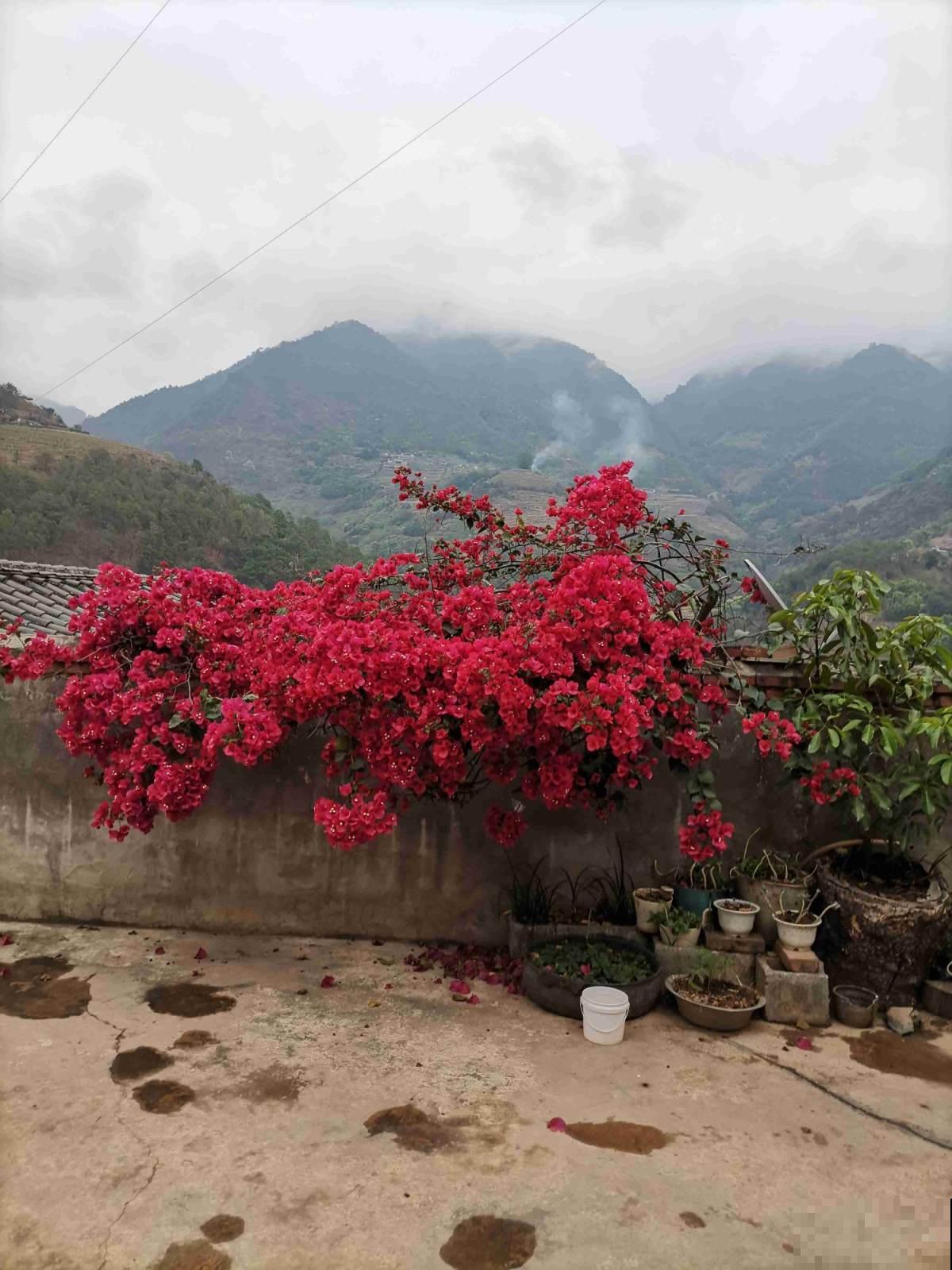 三角梅3个易错点，阳光再充足，也不会轻易开花