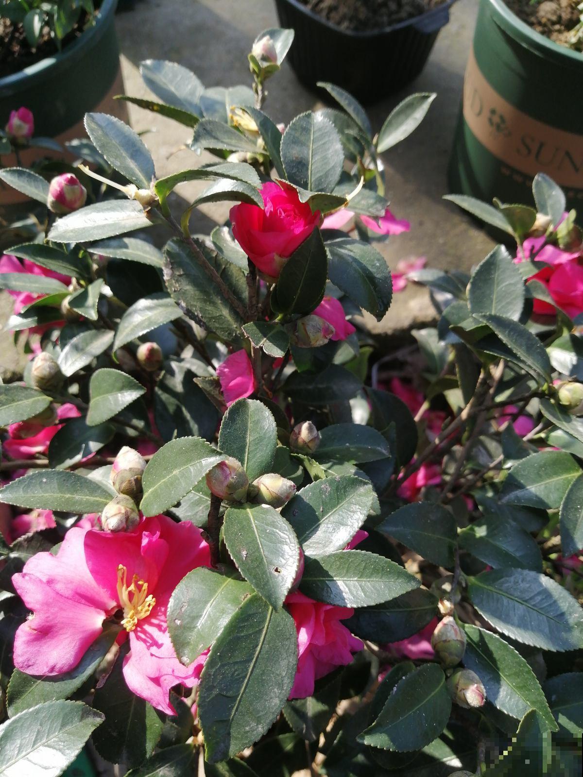 家里有庭院的，就种“玉堂富贵”，金玉满堂富