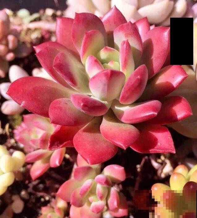 养多肉不上色？问了老花农才知道，记住4个要点很重要