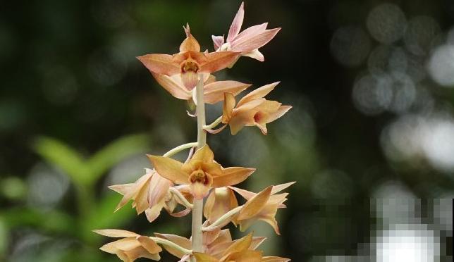 路边看到6种花，千万别随便采，可能会惹麻烦