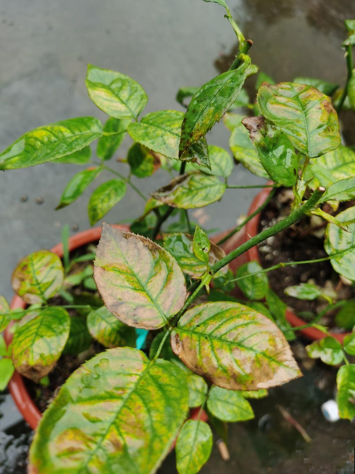 养花小妙招都是坑,从浇水到施肥一步一个坑,谁信谁吃亏 养花小妙招都是坑,从浇水到施肥一步一个坑,谁信谁吃亏