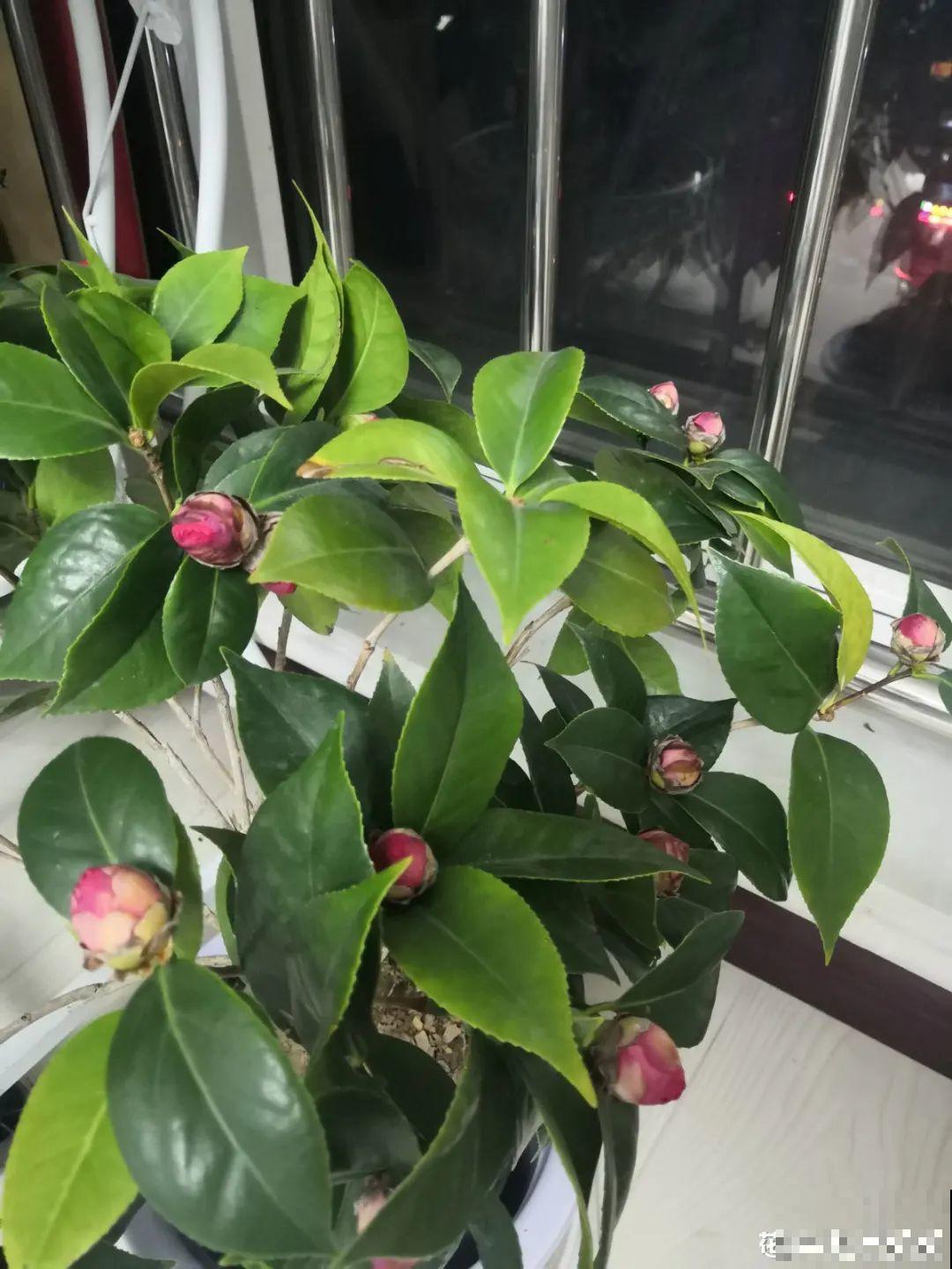 冬天养盆茶花，天一冷就开爆，红红火火花开富贵！